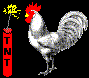 rooster_exp.gif (16734 bytes)